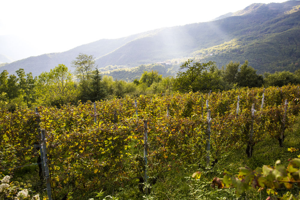 Vigneti e colline della Valle Arroscia nell’entroterra di Imperia