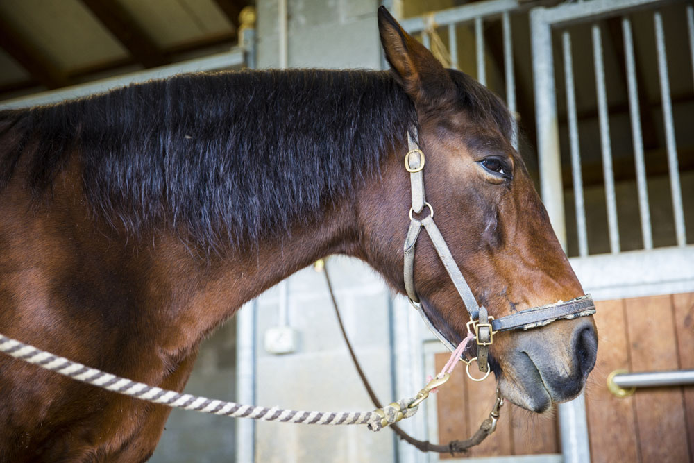 Cavallo baio con capezza nella scuderia del Circolo Ippico Le Vigne