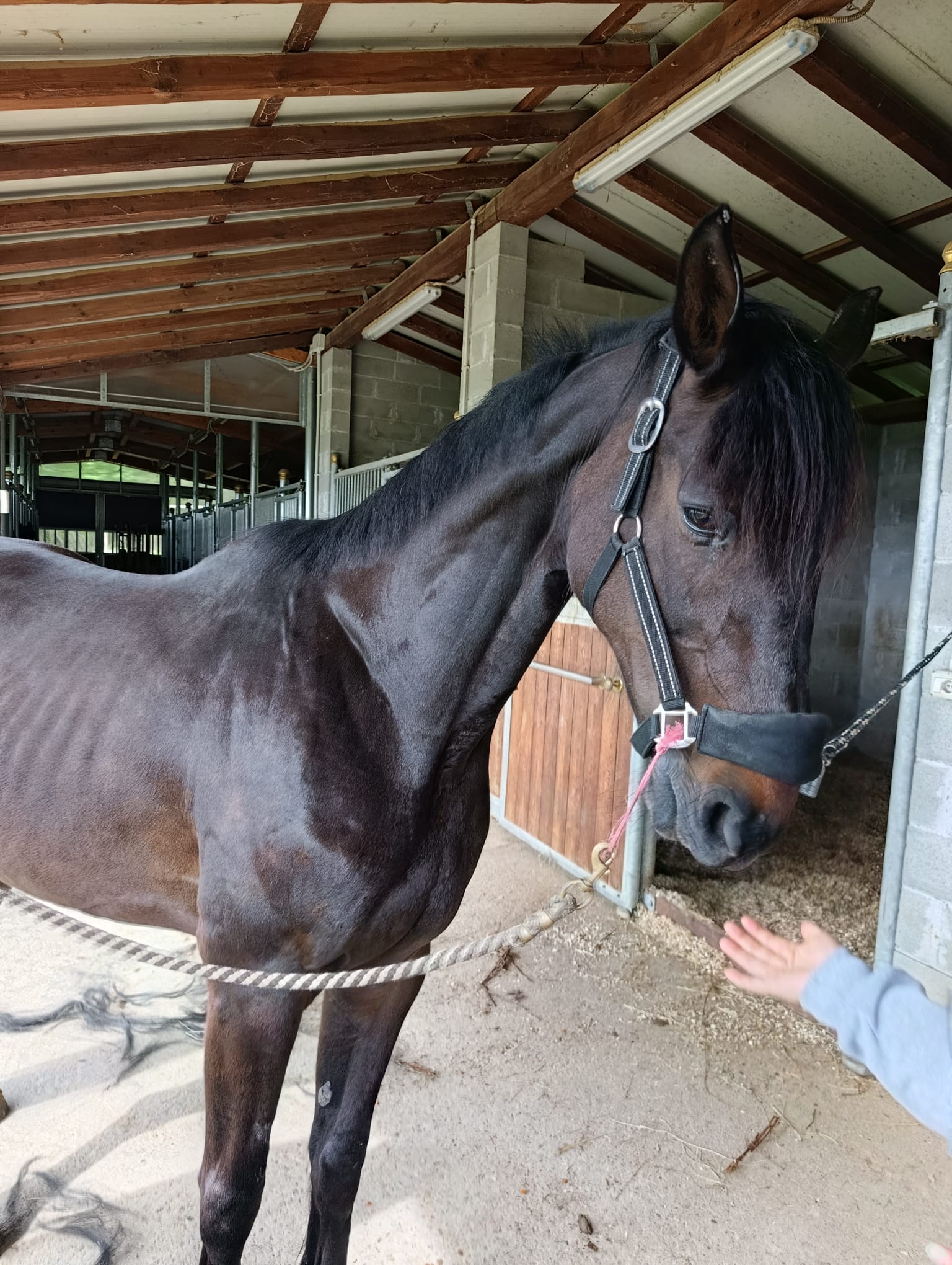 Cavallo morello nel suo box al Circolo Ippico Le Vigne
