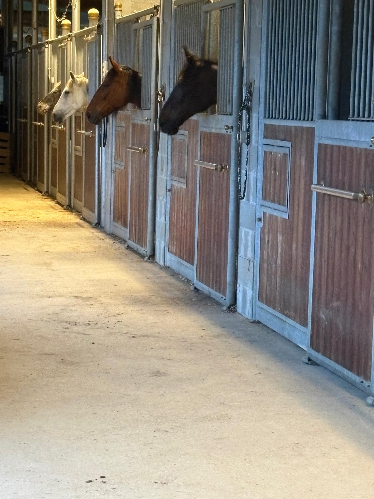 Corridoio della scuderia con i box della pensione cavalli vicino a Imperia